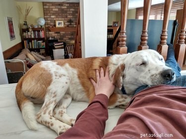 22 Heartwarming Pet Adoption Photos That Will Melt Your Heart