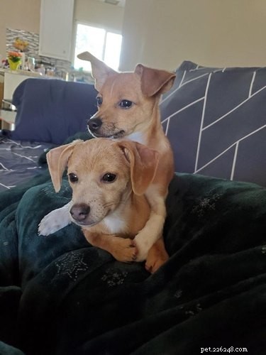 22 Heartwarming Pet Adoption Photos That Will Melt Your Heart