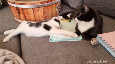 22 Heartwarming Pet Adoption Photos That Will Melt Your Heart