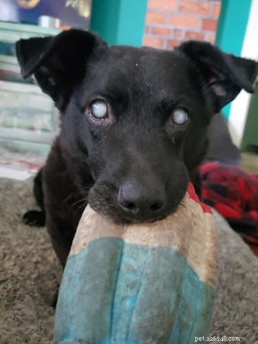22 Heartwarming Pet Adoption Photos That Will Melt Your Heart