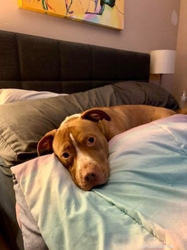 22 Heartwarming Pet Adoption Photos That Will Melt Your Heart