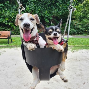 20 Dogs Living Life to the Fullest: Heartwarming Moments