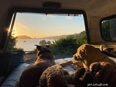 20 Dogs Living Life to the Fullest: Heartwarming Moments