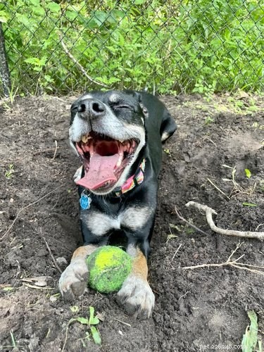 20 Dogs Living Life to the Fullest: Heartwarming Moments