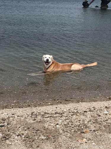 20 Dogs Living Life to the Fullest: Heartwarming Moments