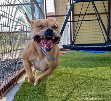 20 Dogs Living Life to the Fullest: Heartwarming Moments