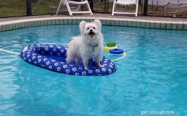 20 Dogs Living Life to the Fullest: Heartwarming Moments