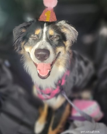 20 Dogs Living Life to the Fullest: Heartwarming Moments