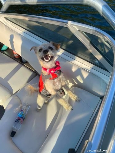 20 Dogs Living Life to the Fullest: Heartwarming Moments