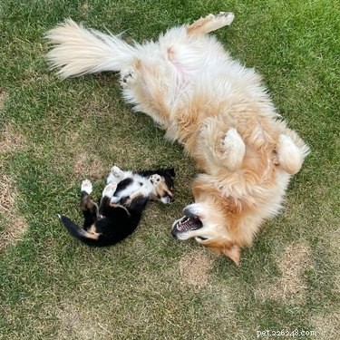 20 Dogs Living Life to the Fullest: Heartwarming Moments