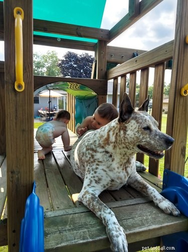 20 Dogs Living Life to the Fullest: Heartwarming Moments