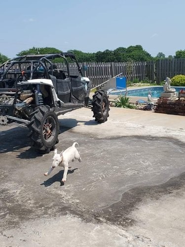 20 Dogs Living Life to the Fullest: Heartwarming Moments