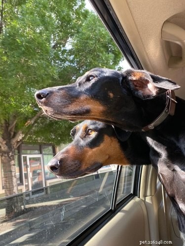 20 Dogs Living Life to the Fullest: Heartwarming Moments