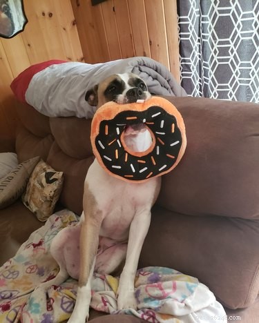20 Dogs Living Life to the Fullest: Heartwarming Moments