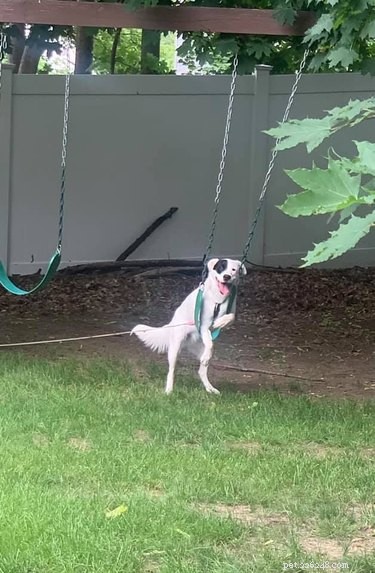 20 Dogs Living Life to the Fullest: Heartwarming Moments