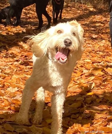 20 Dogs Living Life to the Fullest: Heartwarming Moments