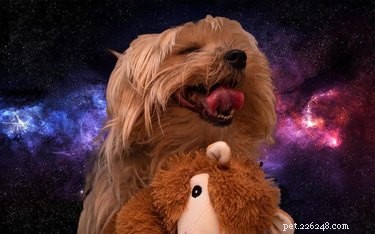 20 Dogs Living Life to the Fullest: Heartwarming Moments