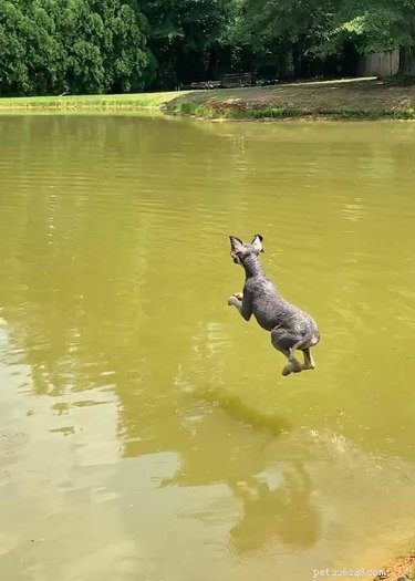 20 Dogs Living Life to the Fullest: Heartwarming Moments