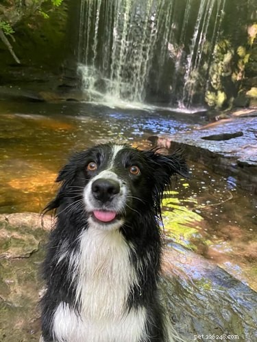 20 Dogs Living Life to the Fullest: Heartwarming Moments