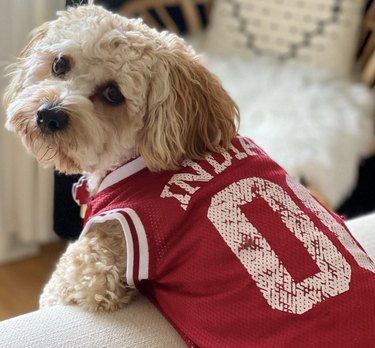 16 Canine Fans: Dogs That Cheer Their Favorite Teams