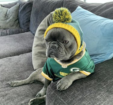 16 Canine Fans: Dogs That Cheer Their Favorite Teams