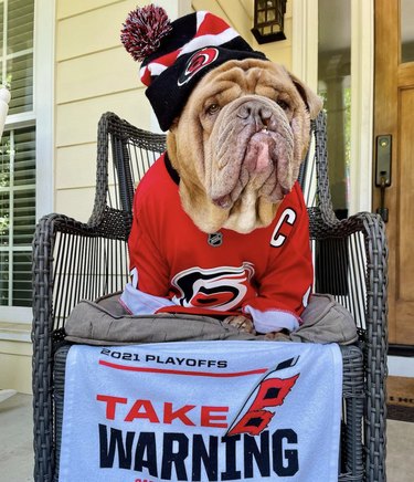 16 Canine Fans: Dogs That Cheer Their Favorite Teams