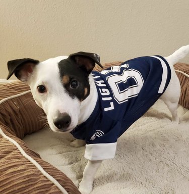 16 Canine Fans: Dogs That Cheer Their Favorite Teams
