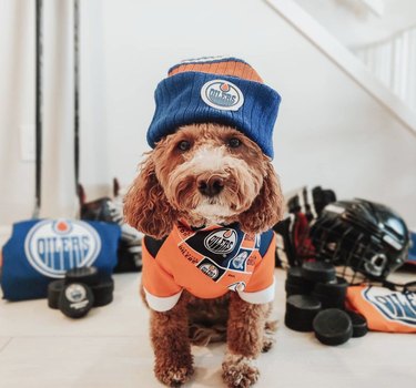16 Canine Fans: Dogs That Cheer Their Favorite Teams