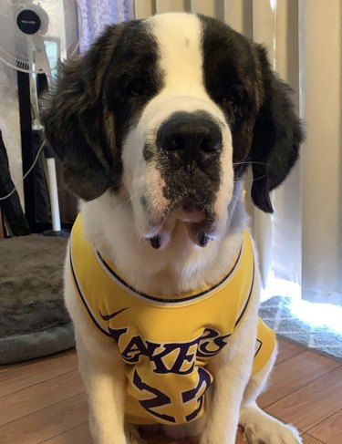 16 Canine Fans: Dogs That Cheer Their Favorite Teams