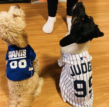 16 Canine Fans: Dogs That Cheer Their Favorite Teams