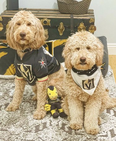 16 Canine Fans: Dogs That Cheer Their Favorite Teams