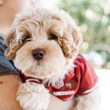 16 Canine Fans: Dogs That Cheer Their Favorite Teams
