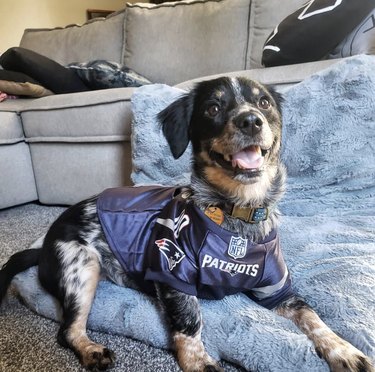 16 Canine Fans: Dogs That Cheer Their Favorite Teams