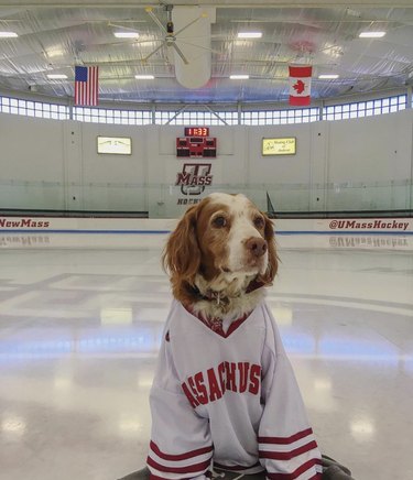 16 Canine Fans: Dogs That Cheer Their Favorite Teams