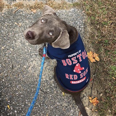 16 Canine Fans: Dogs That Cheer Their Favorite Teams