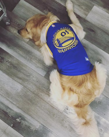 16 Canine Fans: Dogs That Cheer Their Favorite Teams