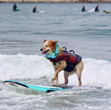 19 Dogs Mastering Surfing: Ocean Waves & Kiddie Pool Training