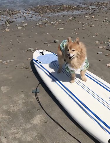 19 Dogs Mastering Surfing: Ocean Waves & Kiddie Pool Training