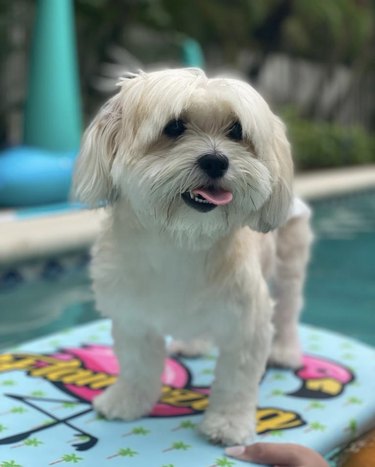 19 Dogs Mastering Surfing: Ocean Waves & Kiddie Pool Training