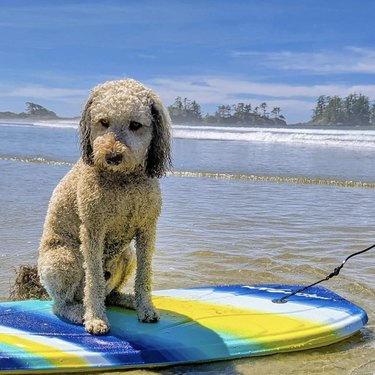 19 Dogs Mastering Surfing: Ocean Waves & Kiddie Pool Training