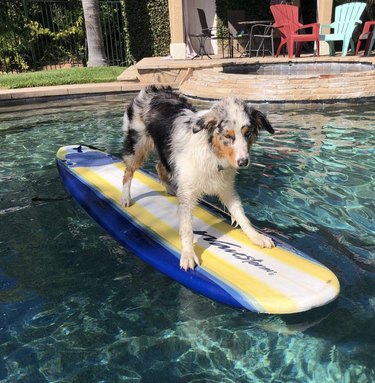 19 Dogs Mastering Surfing: Ocean Waves & Kiddie Pool Training