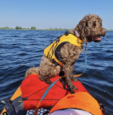 19 Dogs Mastering Surfing: Ocean Waves & Kiddie Pool Training