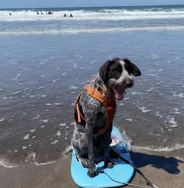 19 Dogs Mastering Surfing: Ocean Waves & Kiddie Pool Training
