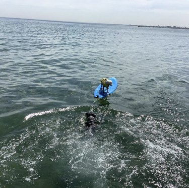 19 Dogs Mastering Surfing: Ocean Waves & Kiddie Pool Training