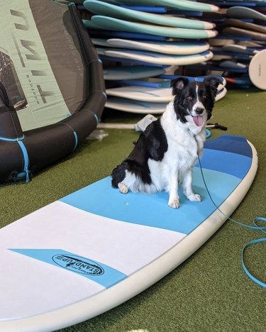 19 Dogs Mastering Surfing: Ocean Waves & Kiddie Pool Training