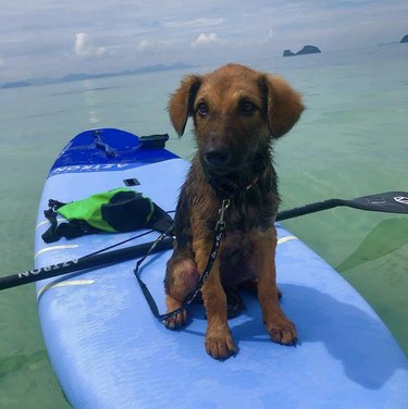 19 Dogs Mastering Surfing: Ocean Waves & Kiddie Pool Training