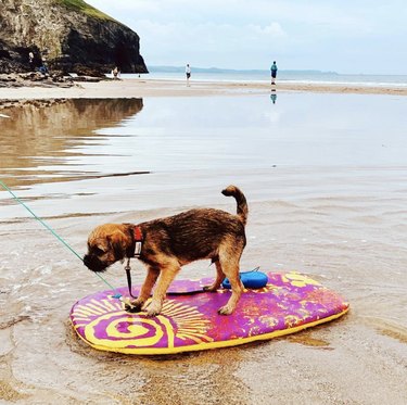 19 Dogs Mastering Surfing: Ocean Waves & Kiddie Pool Training