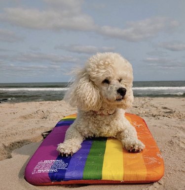 19 Dogs Mastering Surfing: Ocean Waves & Kiddie Pool Training