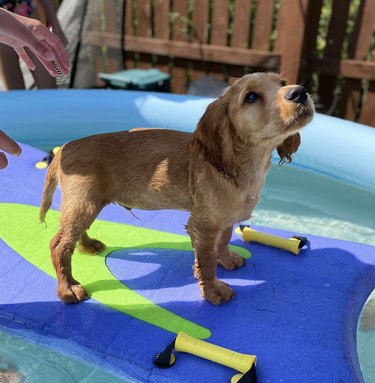 19 Dogs Mastering Surfing: Ocean Waves & Kiddie Pool Training