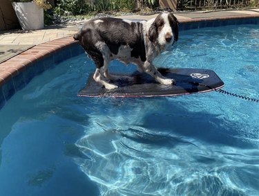 19 Dogs Mastering Surfing: Ocean Waves & Kiddie Pool Training